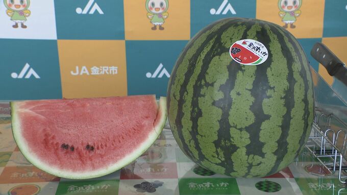 「暑い夏を乗り切って」　シャリっとした食感と強い甘み「金沢すいか」が初出荷|TBS NEWS DIG