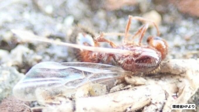 攻撃性強く危険なヒアリを約4000匹確認　福岡市・博多港　集中的な防除実施で4月の調査では個体確認されず　|　福岡のニュース｜RKB NEWS｜RKB毎日放送