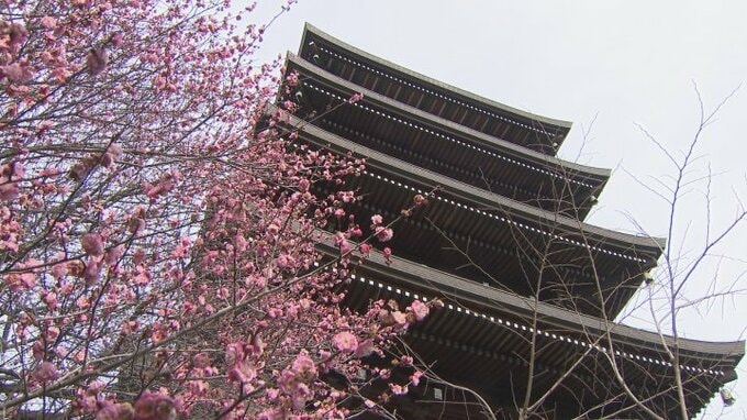 甲府五山の名刹 長禅寺の紅梅が見頃を迎える　2月中旬まで　|　山梨のニュース | ＵＴＹテレビ山梨