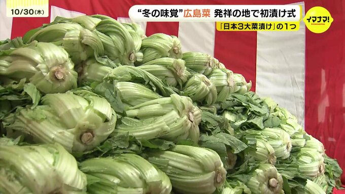 日本三大菜漬けの一つ「広島菜」の初漬け式 例年以上の豊作見込み 広島 | RCC NEWS | 広島ニュース | RCC中国放送