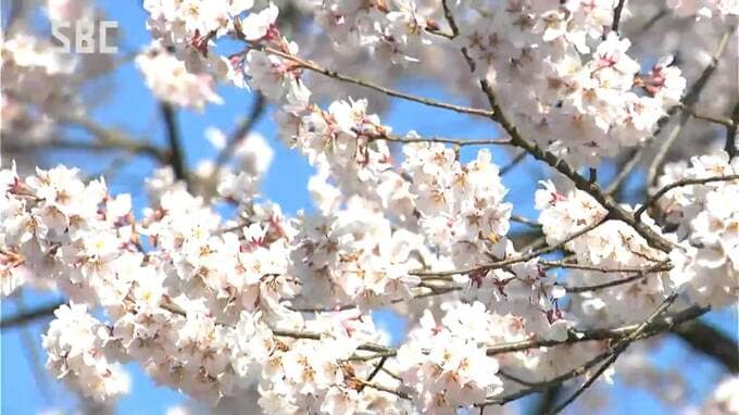 太さ6メートル、高さ20メートル　樹齢450年以上とされるエドヒガンザクラが見ごろ　「安富桜」で親しまれる　長野・飯田市　|　SBC NEWS | 長野のニュース | SBC信越放送