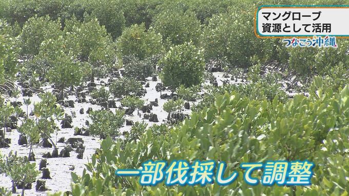 湿地はなぜ守らないといけないのか？つなごう沖縄　漫湖水鳥・湿地センター|TBS NEWS DIG