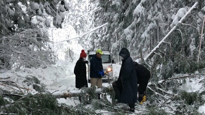 大雪の影響で木が倒れ193世帯孤立【新潟・村上市】（午前10時半現在）|TBS NEWS DIG