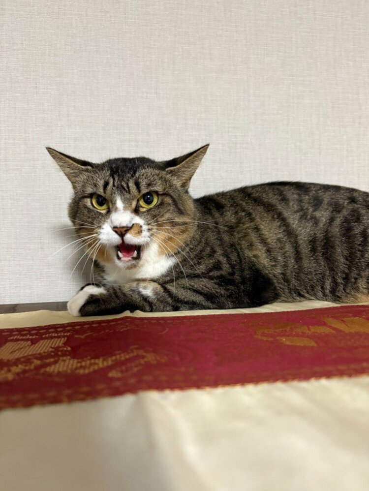 ねこ 】藤あや子さんの保護猫「じゃこ天」くん未だ馴れず 先住猫