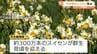 「憂さがパーッと晴れるような気がします」300万本のスイセンが見頃迎える＝静岡・下田市爪木崎海岸　|　静岡のニュース | SBSNEWS | 静岡放送