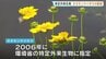 見つけたら抜いて枯らして！　特定外来生物「オオキンケイギク」を駆除　強い繁殖力　熊本・阿蘇市　|　熊本のニュース｜RKK NEWS｜RKK熊本放送