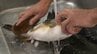 漁獲量8倍も資格者不足 フグ消費拡大へ初の毒処理技術講習会「飲食店にも使うチャンス」水産関係者らが安全な加工学ぶ 北海道網走市　|　北海道のニュース｜HBC北海道放送