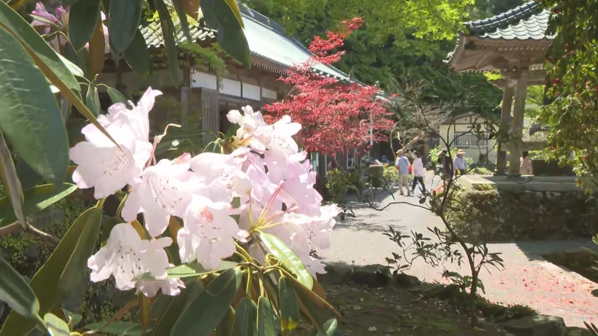 花寺に咲き誇るシャクナゲが見ごろ　大分県豊後高田市