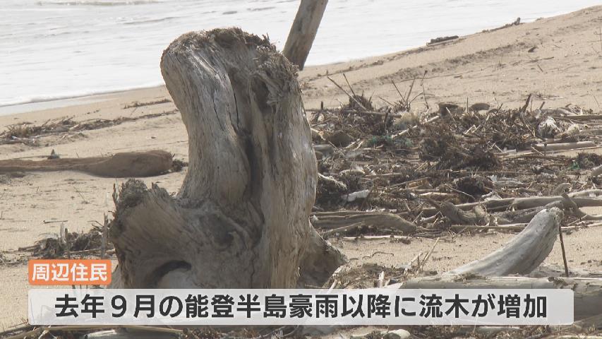 地元の海から取れました少し大きめの流木です！