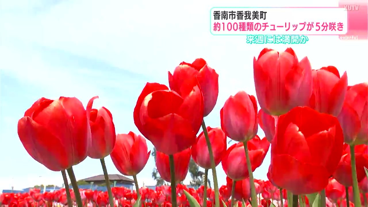 いやされますね～」来週には満開か 約100種類のチューリップが5部咲き