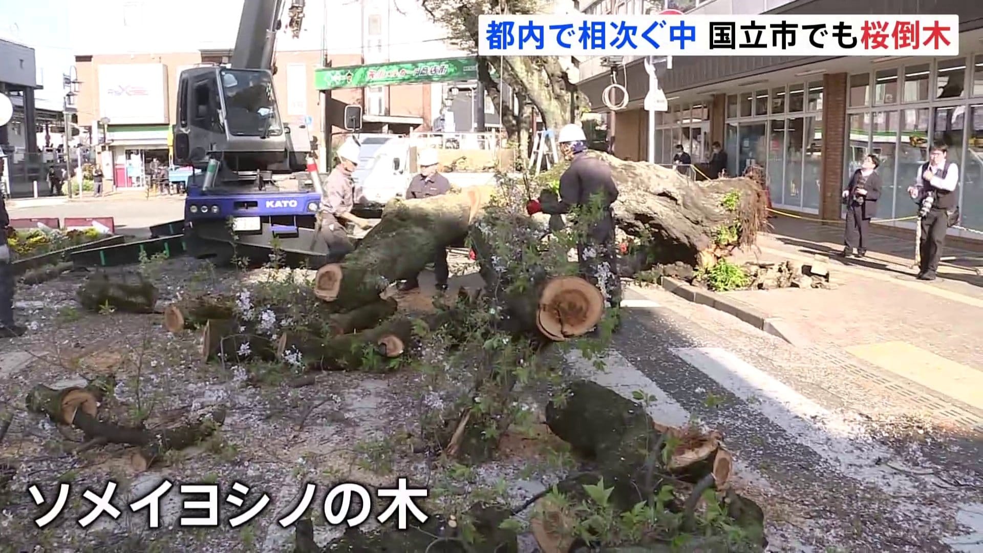 また都内で桜の木が倒れる 国立市・矢川駅前で「10～15mくらいの倒木
