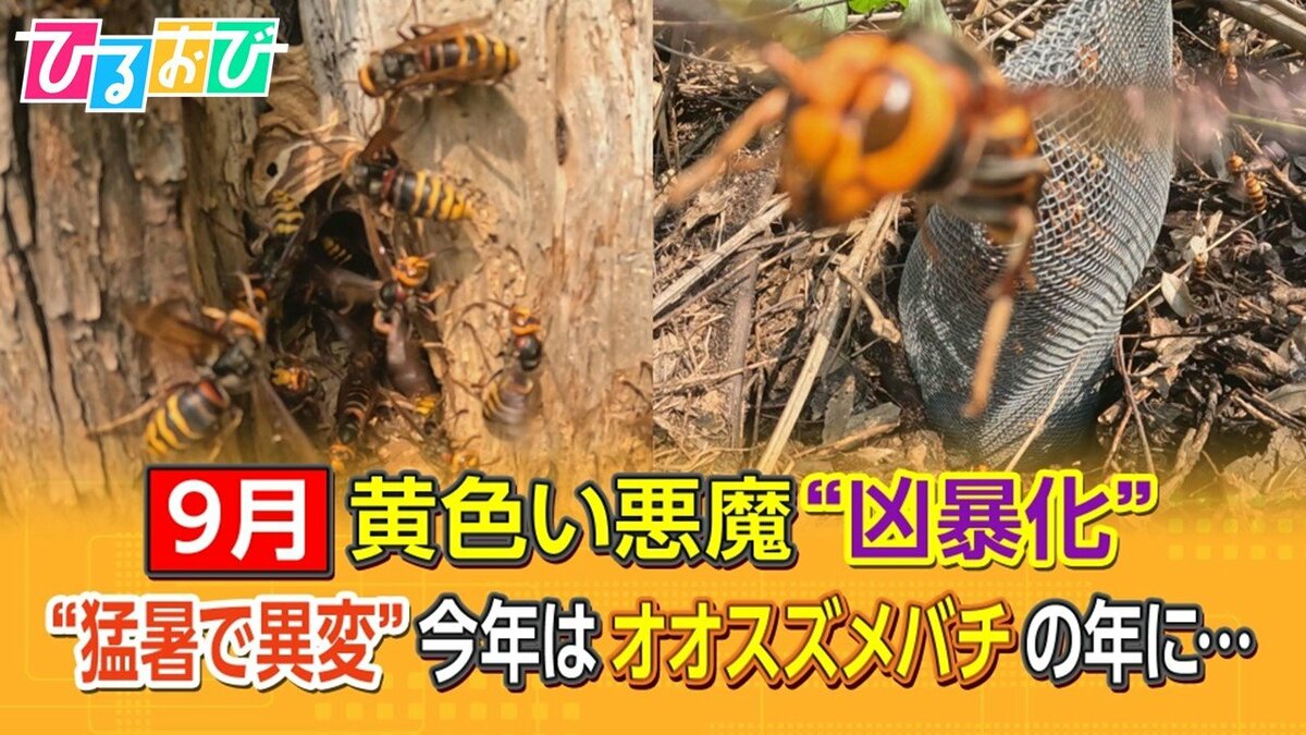 猛暑で異変！？「今年はオオスズメバチの年」目立たない場所に巣を作る
