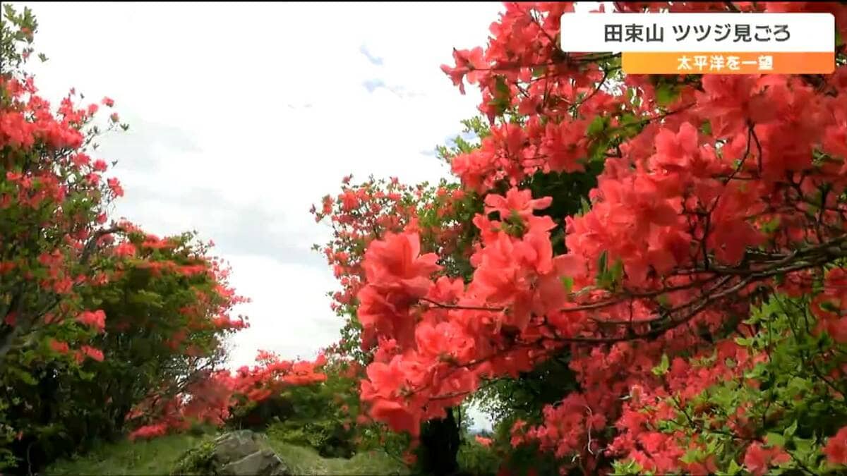 RN☆1120 様確認用14-2山採り　ハヤトミツバツツジ 花色未確認　希少岩ツ RN☆1120 様確認用14-2山採り ハヤトミツバツツジ 花色未確認 希少岩ツ