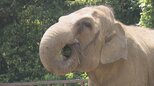 「ますます長生きしてもらえたら」アジアゾウ「ダンボ」推定60歳の誕生会開催 還暦にちなんで赤い果物や野菜をプレゼント メスでは国内最高齢＝静岡市・日本平動物園|TBS NEWS DIG