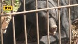 住宅街近くの雑木林でクマが目撃される 市が注意呼びかけ(山形市)|TBS NEWS DIG