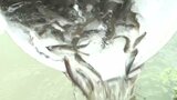 シーズン解禁を前に 駅館川に稚アユ3万5千匹を放流 大分・宇佐市 | 大分のニュース|OBS NEWS|大分放送