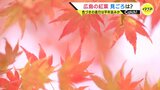 今年は「暖冬」予報　スーパーエルニーニョ＆温暖化で気温高い可能性大　紅葉の見頃はいつ？遅い季節の進み影響は　|　RCC NEWS | 広島ニュース | RCC中国放送