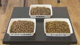 “世界初”養殖マダイのエサに昆虫を…ミールワームをエサに混ぜる「意外なメリット」 | 愛媛のニュース - Nスタえひめ|あいテレビは6チャンネル