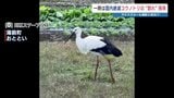 コウノトリ 複数羽の目撃情報 取材チームが急行すると・・・ 熊本|TBS NEWS DIG