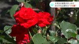 インターンシップしていた大学生の提案がきっかけ のどかな山里を彩る色とりどりの“バラ園” | 高知のニュース・天気|KUTV NEWS | KUTVテレビ高知