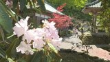 花寺に咲き誇るシャクナゲが見ごろ 大分県豊後高田市 | 大分のニュース|OBS NEWS|大分放送