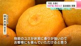 「物部のユズが非常に香りが強いのでお客様にも喜んでいただけると思う」「冬至」を前に「ゆず湯」用のユズ 高知市の温浴施設に寄贈 | 高知のニュース・天気|KUTV NEWS | KUTVテレビ高知