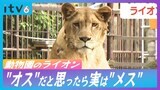 オスとして飼育されていたライオンの「クレイ」実はメスだった 愛媛から札幌へ行きメスとともに飼育されるも… たてがみの成長見られず検査でメスが判明 | 愛媛のニュース - Nスタえひめ|あいテレビは6チャンネル