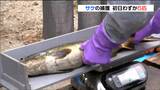 今シーズン初となるサケの捕獲行うも水揚げは『たった5匹』漁業者も落胆「もう少し来るか思っていたが」宮城・気仙沼市の大川|TBS NEWS DIG