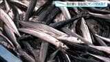 秋の味覚サンマが前年より3日早く初水揚げ 水揚げ量少なく高値での取引に 宮城・気仙沼市|TBS NEWS DIG