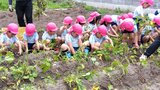「パパママと食べたい」幼稚園でサツマイモ植えとジャガイモ収獲を体験 大分 | 大分のニュース|OBS NEWS|大分放送