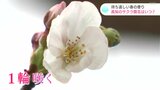 待ち遠しい春の便り 高知のサクラ開花はいつ? ようやく“1輪”確認 | 高知のニュース・天気|KUTV NEWS | KUTVテレビ高知