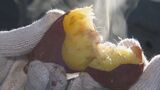 サツマイモ「甘太くん」初競り 最高値5キロあたり2500円 大分 | 大分のニュース|OBS NEWS|大分放送
