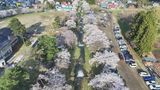 【映像】観音寺川の桜 福島・猪苗代町【カメラめせん㉗】 | 福島のニュース│TUF
