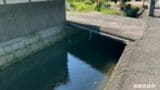 用水路でおぼれている生き物を助けたら、なんとクマ!体長約30cmの「一見黒い犬」住宅街に放したがその後は…【岡山・倉敷市】 | 岡山・香川のニュース | 天気 | RSK山陽放送