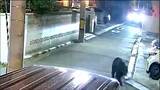 クマの市街地出没対策としてAIカメラ導入へ　行動範囲を可視化し効果的な安全対策を検討　仙台　|　宮城のニュース│tbc NEWS│tbc東北放送