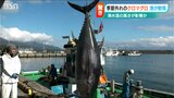 「こんなに大きいのは久々…」季節外れの“黒いダイヤ” 巨大クロマグロ水揚げ 夏の暑さが原因か|TBS NEWS DIG