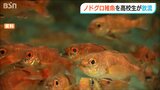 能登半島地震を乗り越えたノドグロ稚魚8000匹を放流「すごく喜びを感じています」“完全養殖”目指す近畿大学と海洋高校 | 新潟のニュース・天気|BSN NEWS|BSN新潟放送