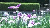 「かわつ花菖蒲園」が閉園へ　6月1日から14日までの一般開放が見納めに　89種類約1万1,000本【香川・坂出市】　|　岡山・香川のニュース | 天気 | RSK山陽放送