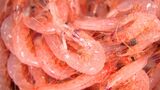 “駿河湾の宝石”サクラエビ秋漁始まる 初日2.3トン、前年の2倍「少しずつ増えている実感」=静岡市清水区・由比漁港 | 静岡のニュース | SBSNEWS | 静岡放送