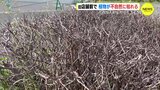広島でも　ビッグモーター店舗跡の周辺　植物が不自然に枯れる　|　RCC NEWS | 広島ニュース | RCC中国放送