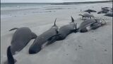 イギリス・スコットランドの海岸にクジラ77頭が漂着 全頭死ぬ、1頭が打ち上げられ群れの残りが追ってきた可能性|TBS NEWS DIG
