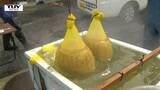 温泉で殺菌 温泉で選別 うまいコメを作るのは温泉!?(山形・東根市) | 山形のニュース│TUYテレビユー山形