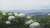 三ヶ根山スカイラインに7万本のアジサイ咲き誇る　山頂でイベント開催|TBS NEWS DIG