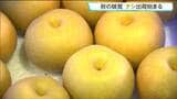 秋の味覚「ナシ」の出荷が宮城・蔵王町の選果場で8月21日から始まる「幸水」1トンが運び込まれ光センサーで糖度測定後、箱詰めされる | 宮城のニュース│tbc NEWS│tbc東北放送