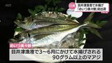 「めいつ美々鯵」の今季の出荷が始まる|TBS NEWS DIG