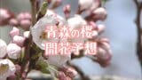 【春本番】青森県内のサクラの「開花」と「満開」はいつ？　弘前公園の「花筏」が見られるのは…【桜の開花予想・満開予想】|TBS NEWS DIG