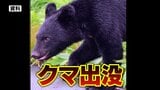 「クマを見た」マラソン中の男性が目撃か 自治体は町民に注意喚起 近くでは2023年にツキノワグマの捕獲も=静岡県 | 静岡のニュース | SBSNEWS | 静岡放送