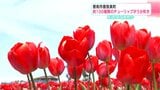 「いやされますね～」来週には満開か　約100種類のチューリップが5部咲き　【高知・香南市】|TBS NEWS DIG