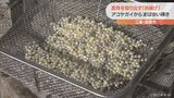 輝く真珠が・・・志摩の冬の風物詩「浜揚げ」 アコヤガイから取り出す「まばゆい輝き」 三重・志摩市 | 名古屋・愛知・岐阜・三重のニュース【CBC news】 | CBC web