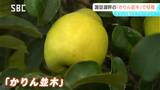 漂う甘い香り 諏訪湖畔の「かりん並木」で収穫 約120本のマルメロの木 長野・諏訪市|TBS NEWS DIG